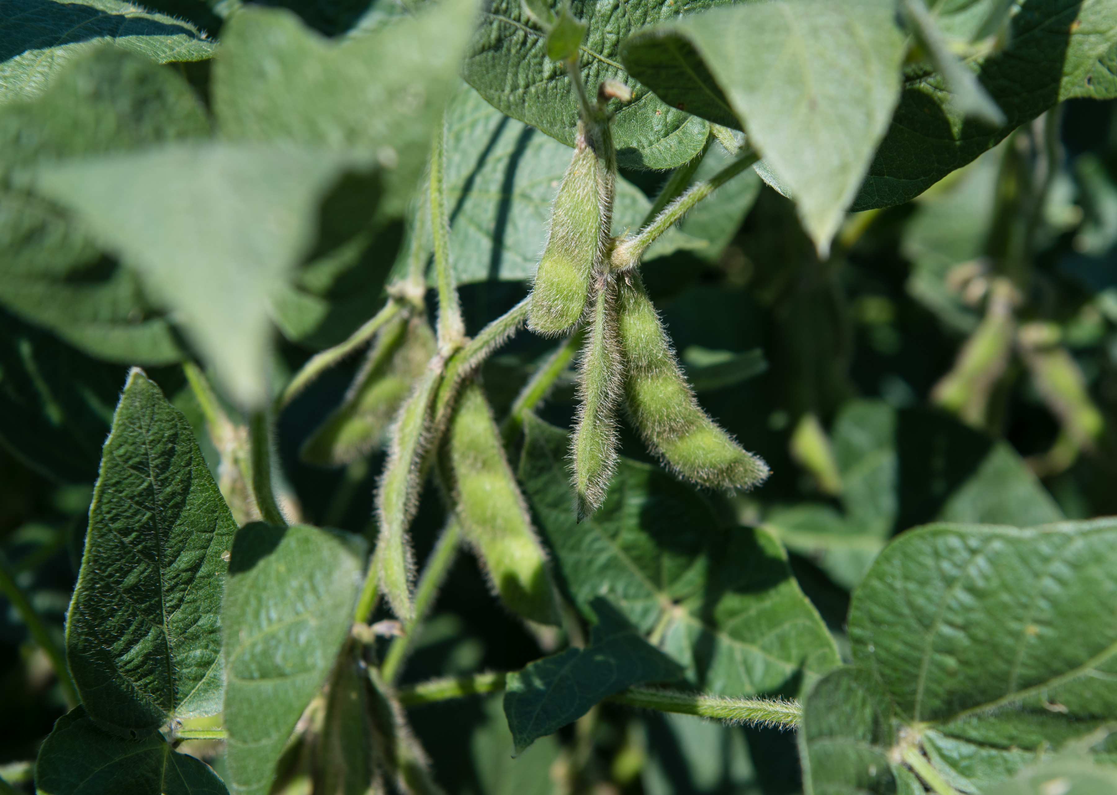 August is Soybean Month, Celebrate with ISA!